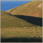 sheep near st abbs head 9