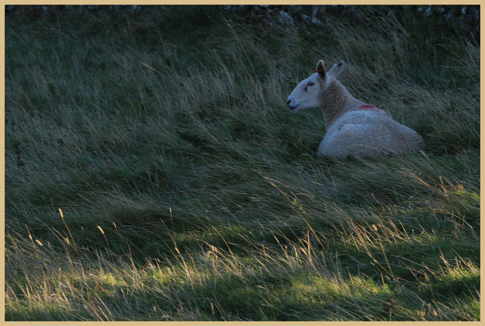 sheep near st abbs head