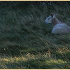 sheep near st abbs head