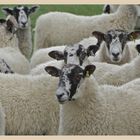 sheep near swyre head Dorset
