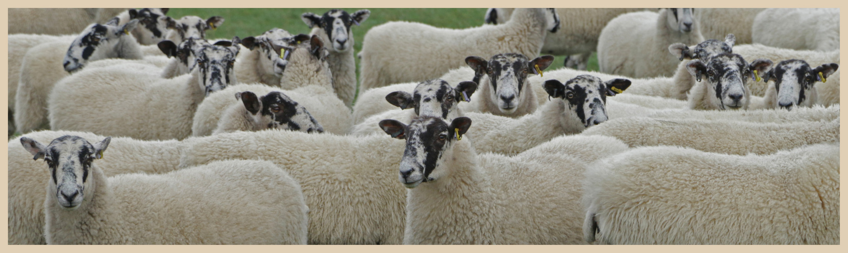 sheep near swyre head Dorset