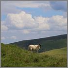 sheep near the Street 1b Cheviot Hills