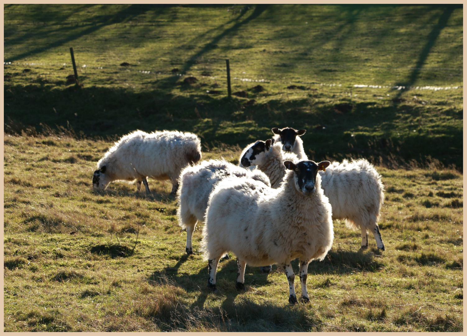 sheep near westnewton