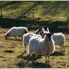 sheep near westnewton