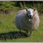 sheep near windyhaugh Cheviot hills 2A