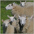 sheep near windyhaugh in the Cheviot Hills