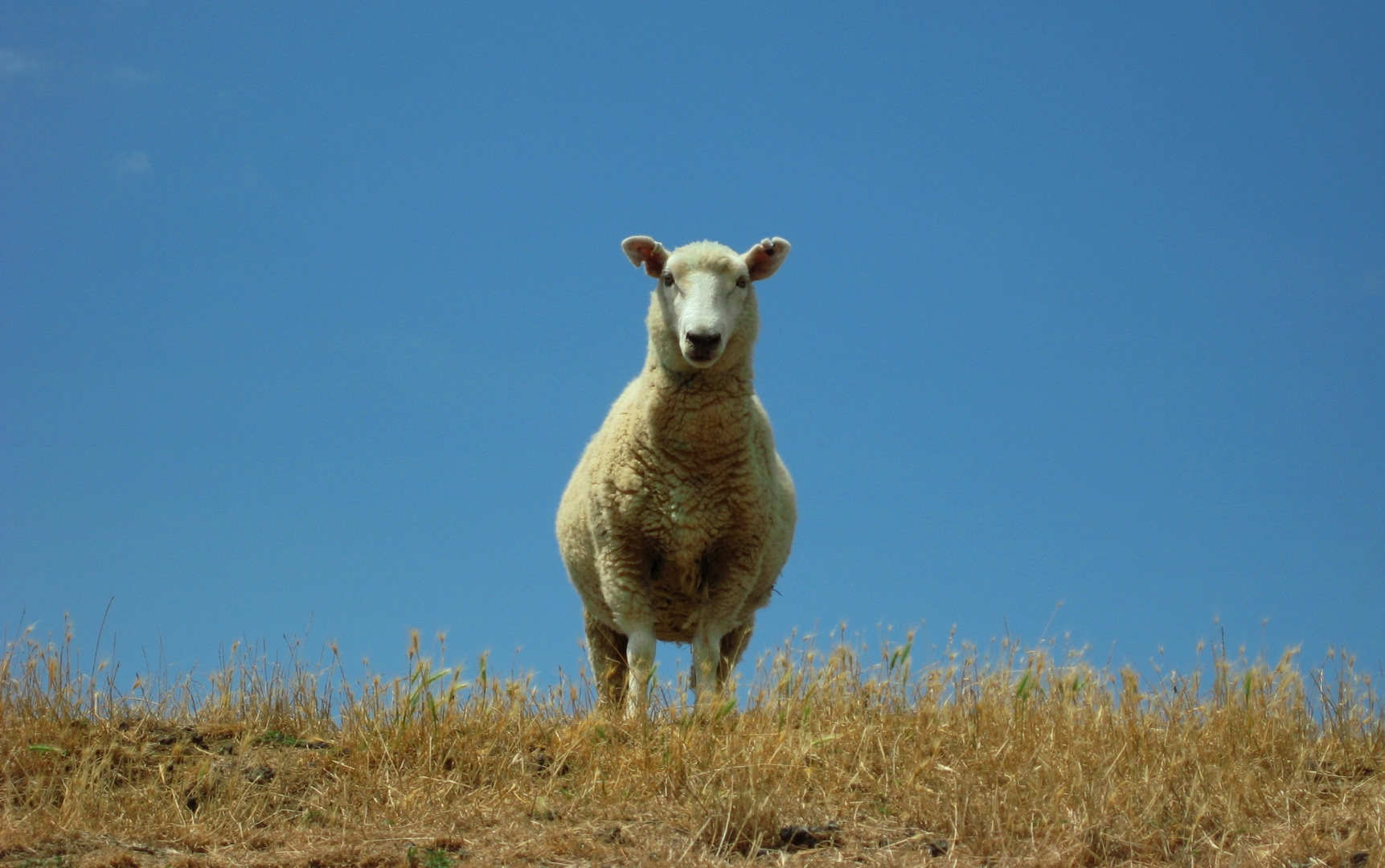 Sheep - New Zealand