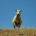 Sheep - New Zealand