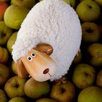 Sheep on Apples