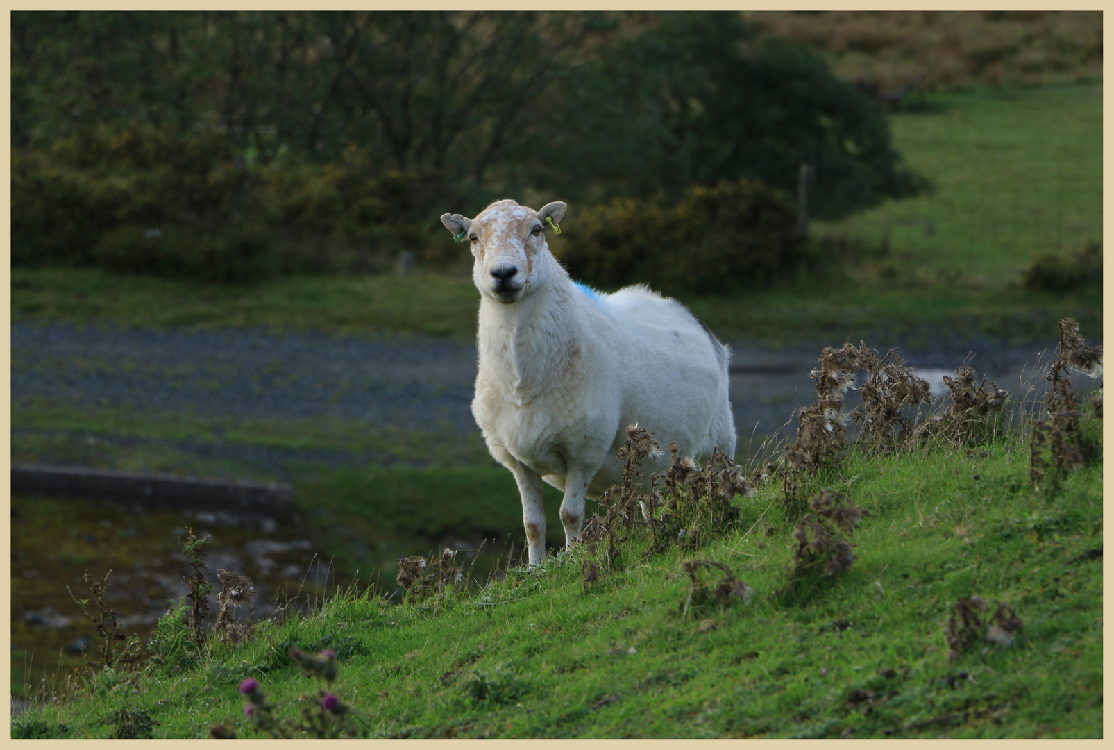 sheep on clee hill