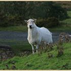 sheep on clee hill