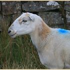 sheep on clee hill 1