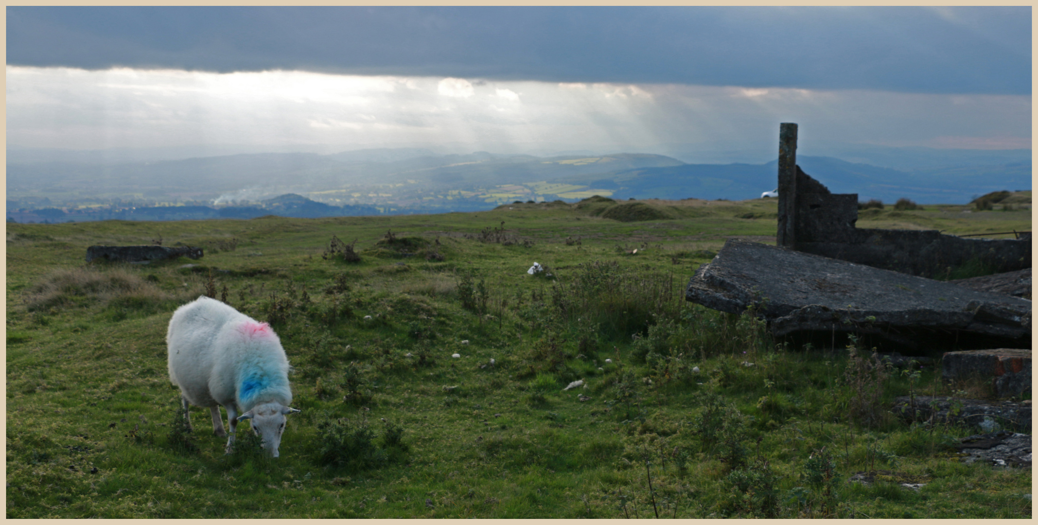 sheep on clee hill 2