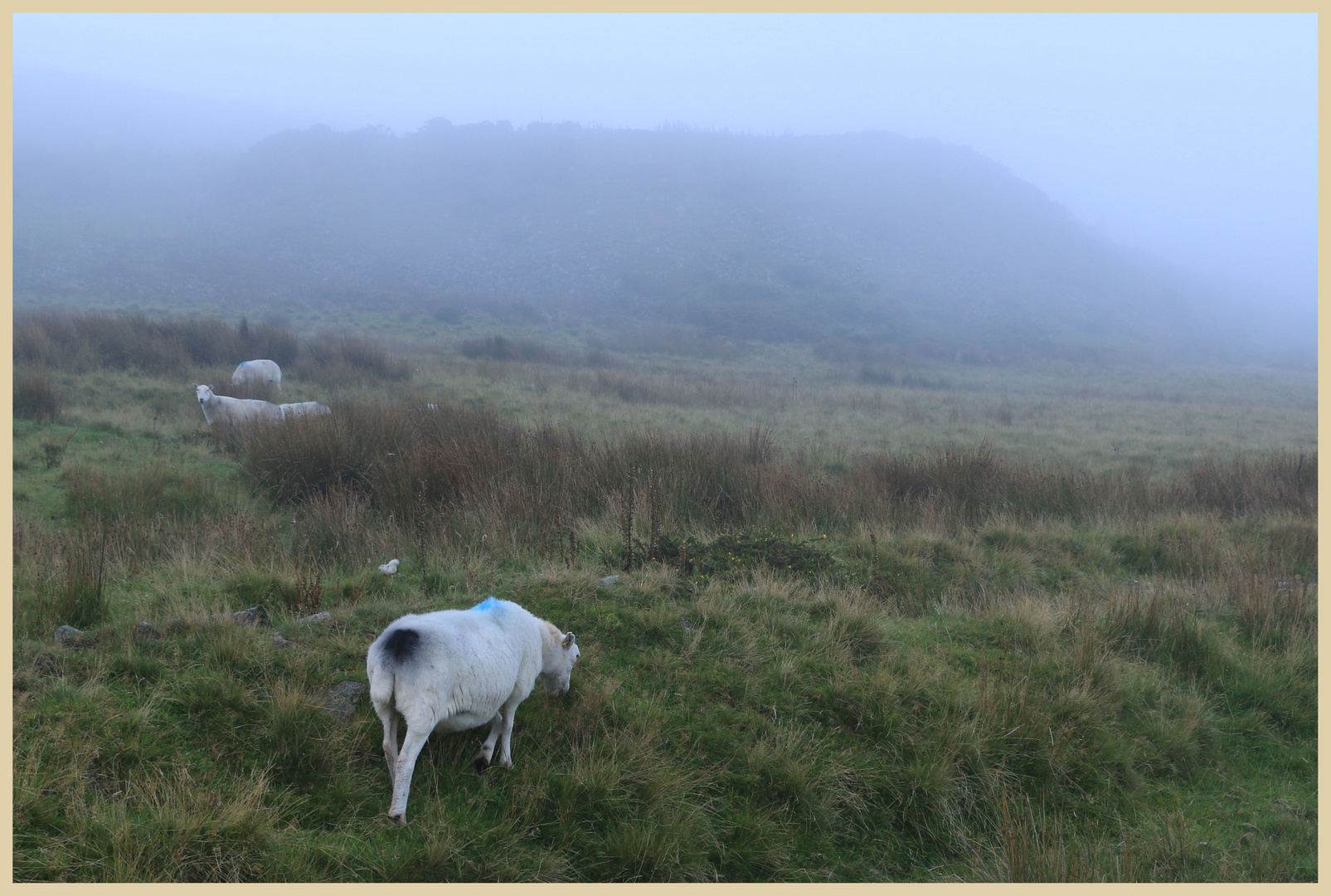 sheep on clee hill 4