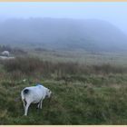 sheep on clee hill 4
