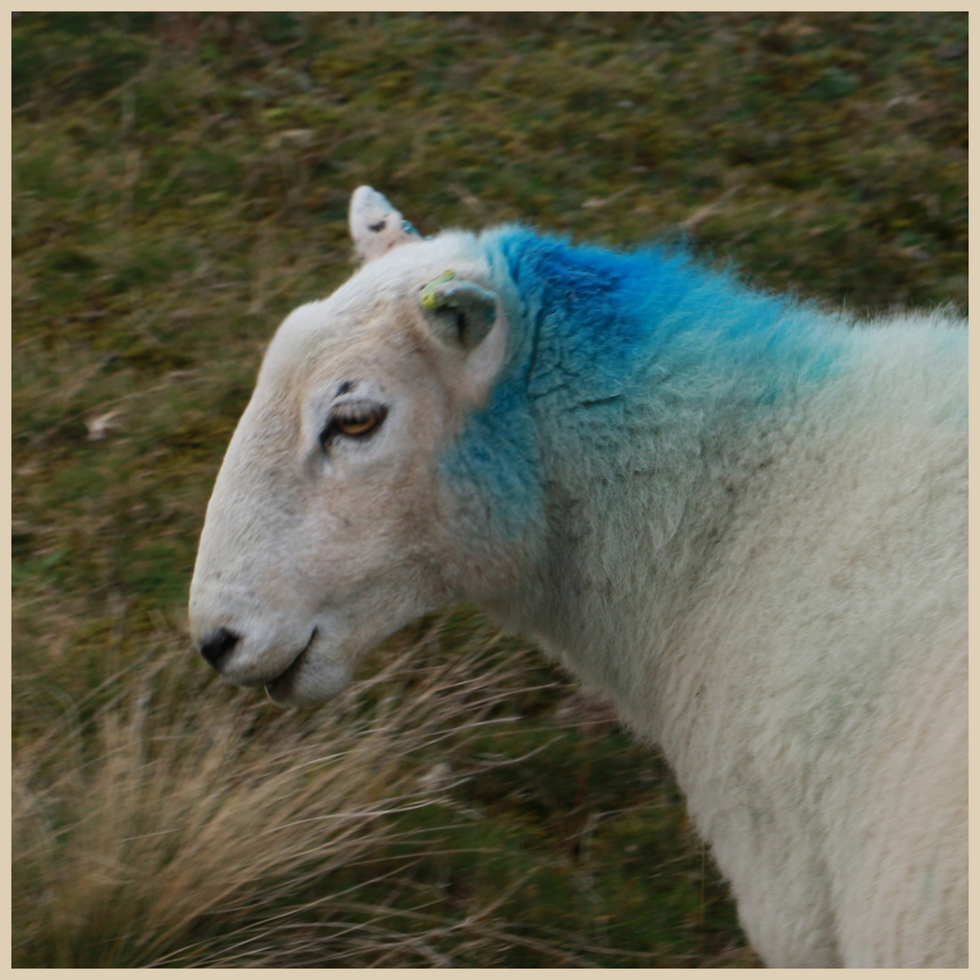 sheep on clee hill 5