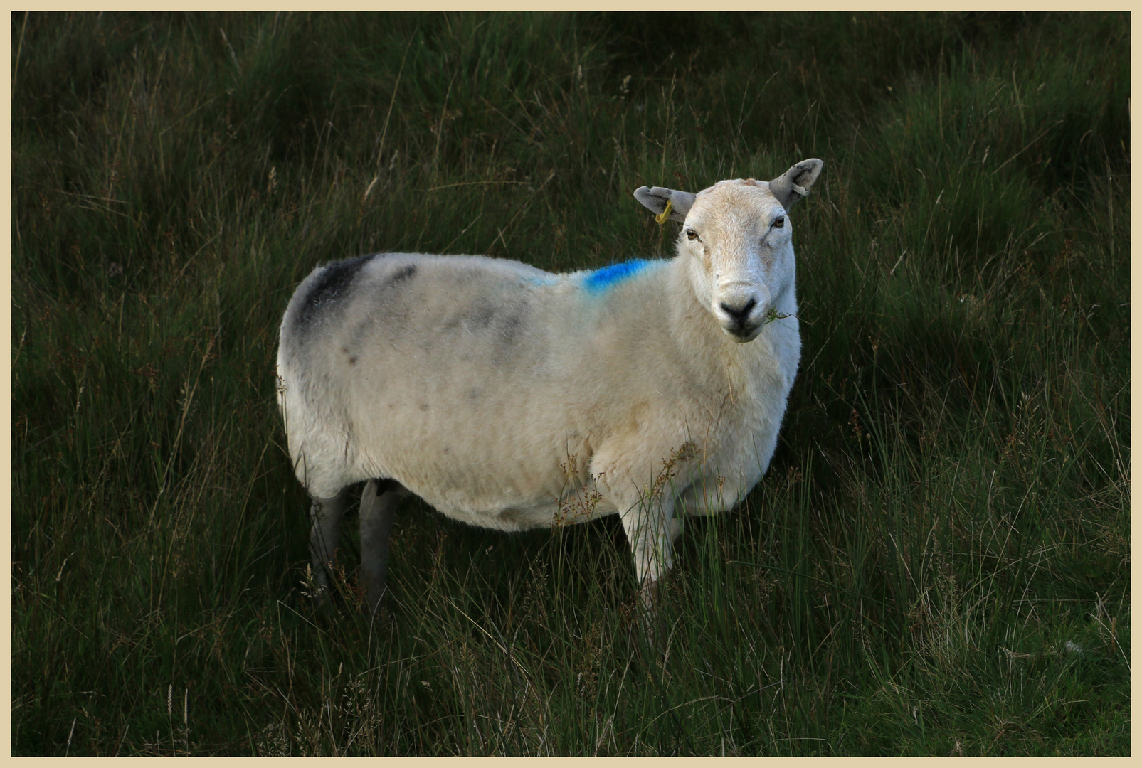 sheep on clee hill 6