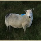 sheep on clee hill 6