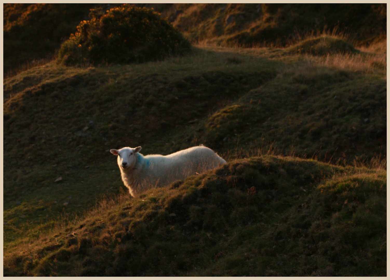 sheep on clee hill 7