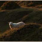 sheep on clee hill 7