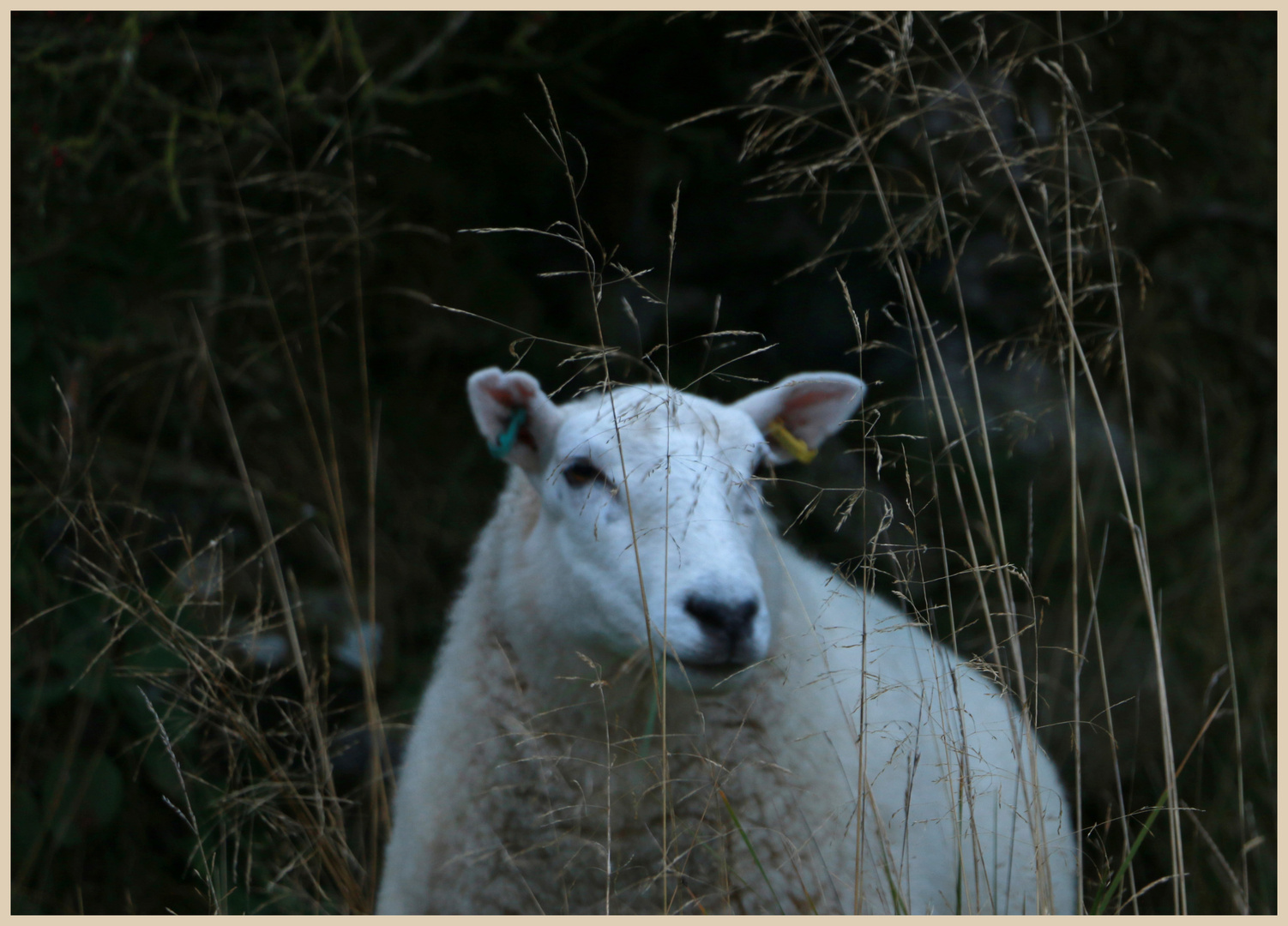 sheep on clee hill