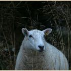 sheep on clee hill