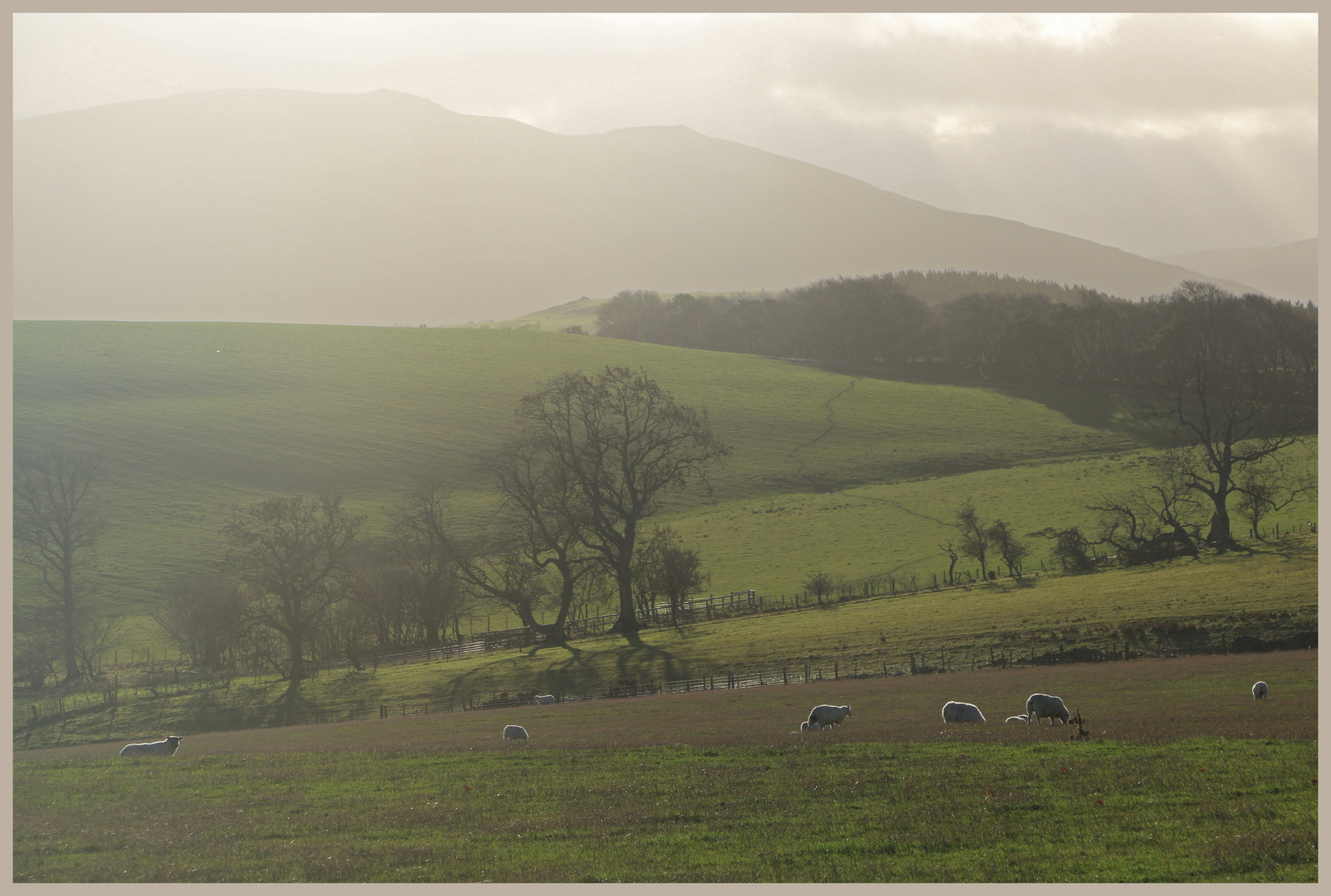 sheep on coldside hill 12