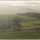 sheep on coldside hill 12