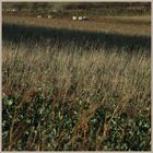 sheep on coldside hill 5