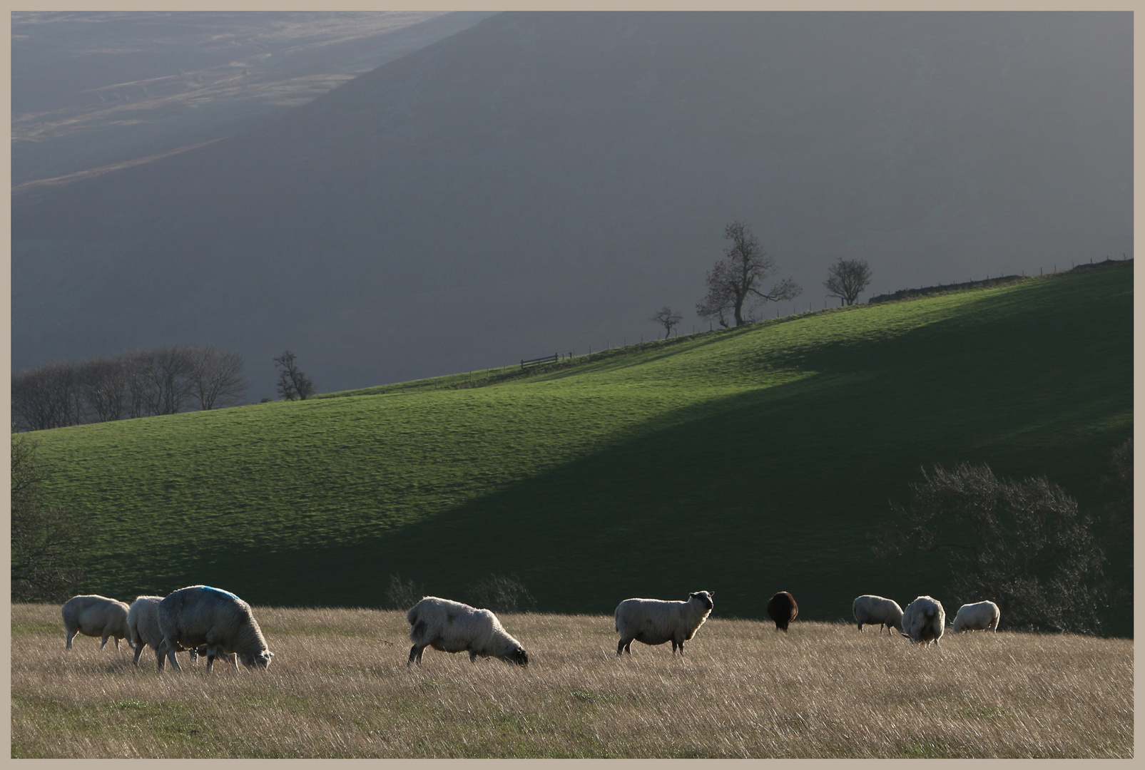 sheep on coldside hill 7