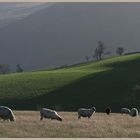 sheep on coldside hill 7