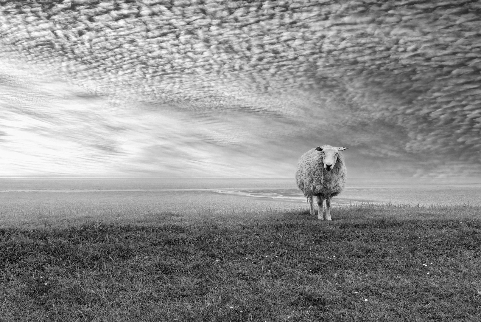 ... sheep on dike ...