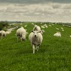 Sheep on dike