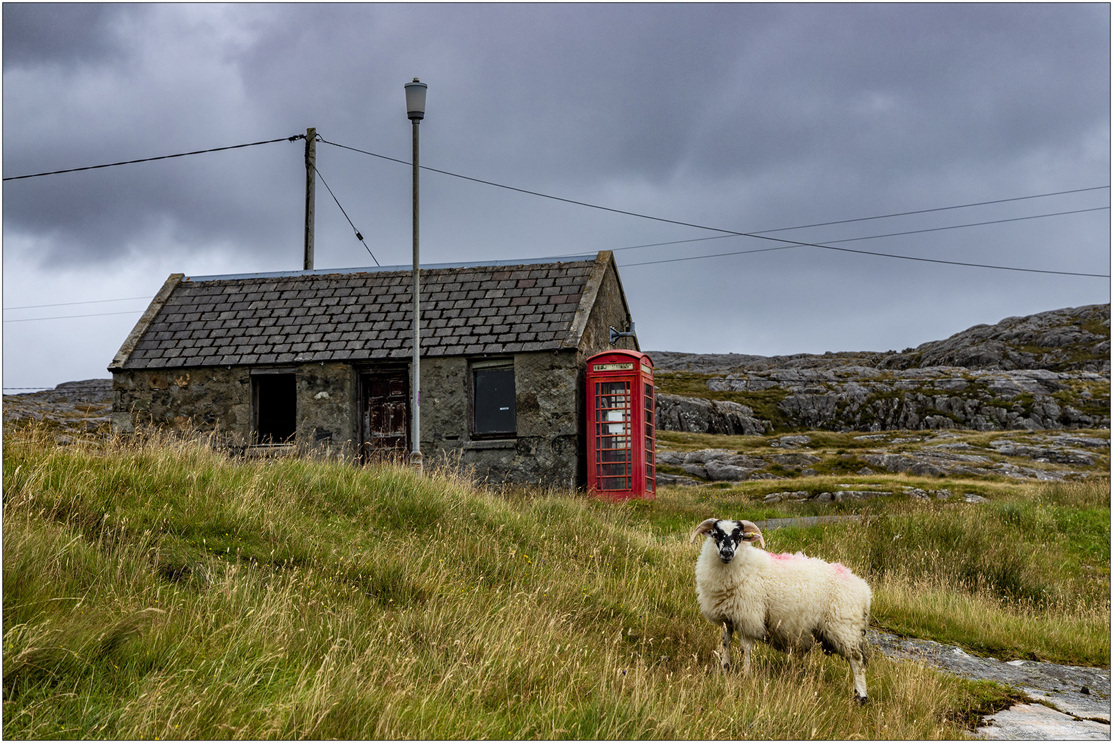 Sheep on Harris