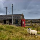 Sheep on Harris