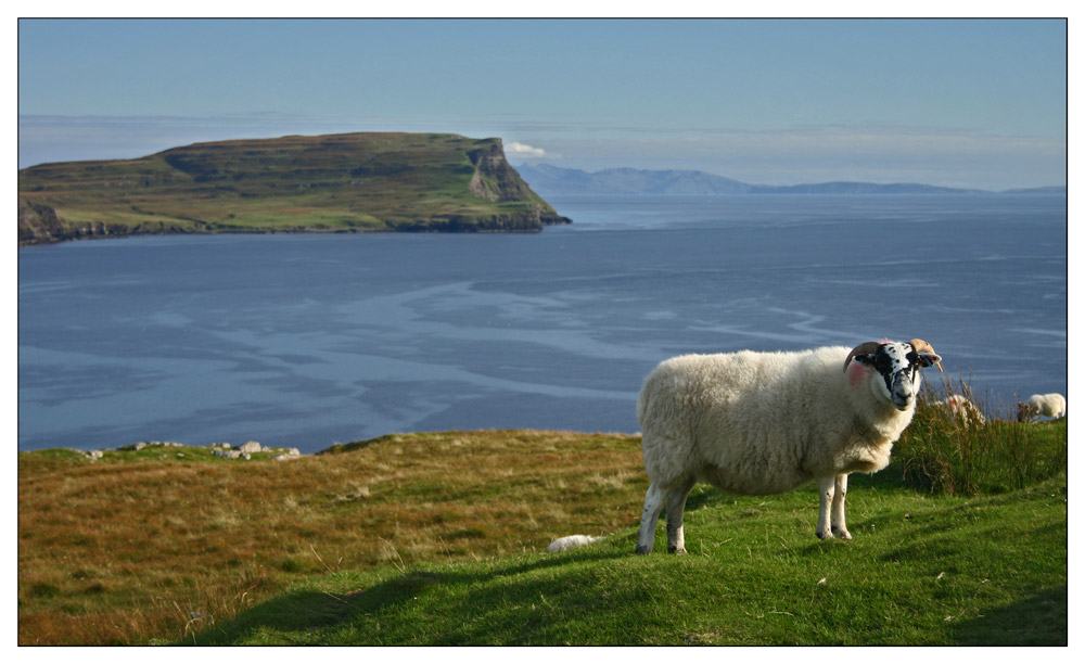 Sheep on Skye