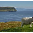 Sheep on Skye