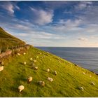 Sheep on Slea Head