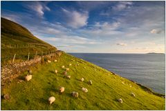 Sheep on Slea Head