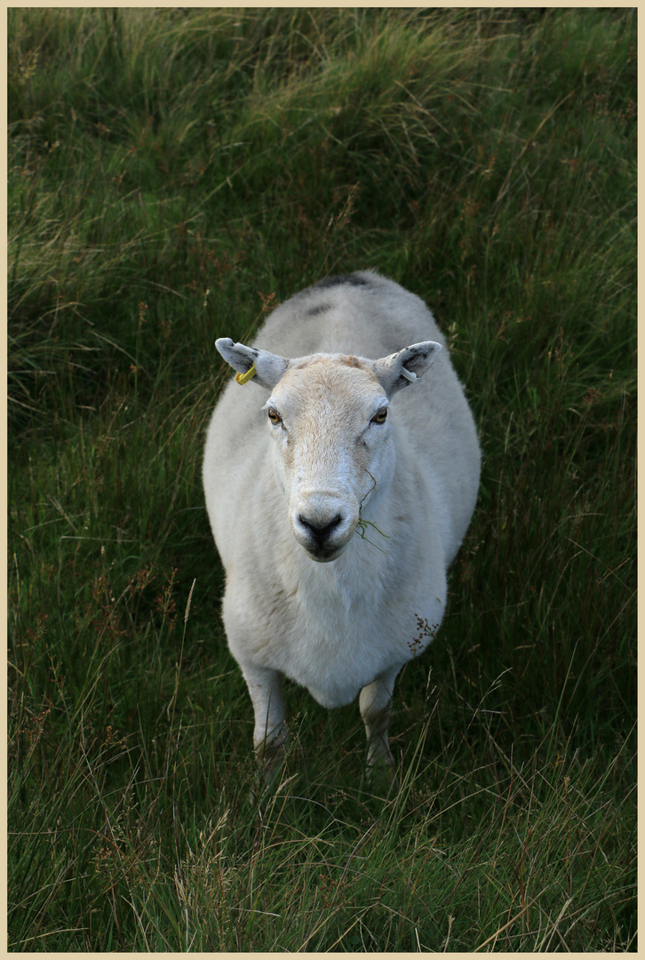 sheep on the malvern hills 5