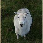 sheep on the malvern hills 5