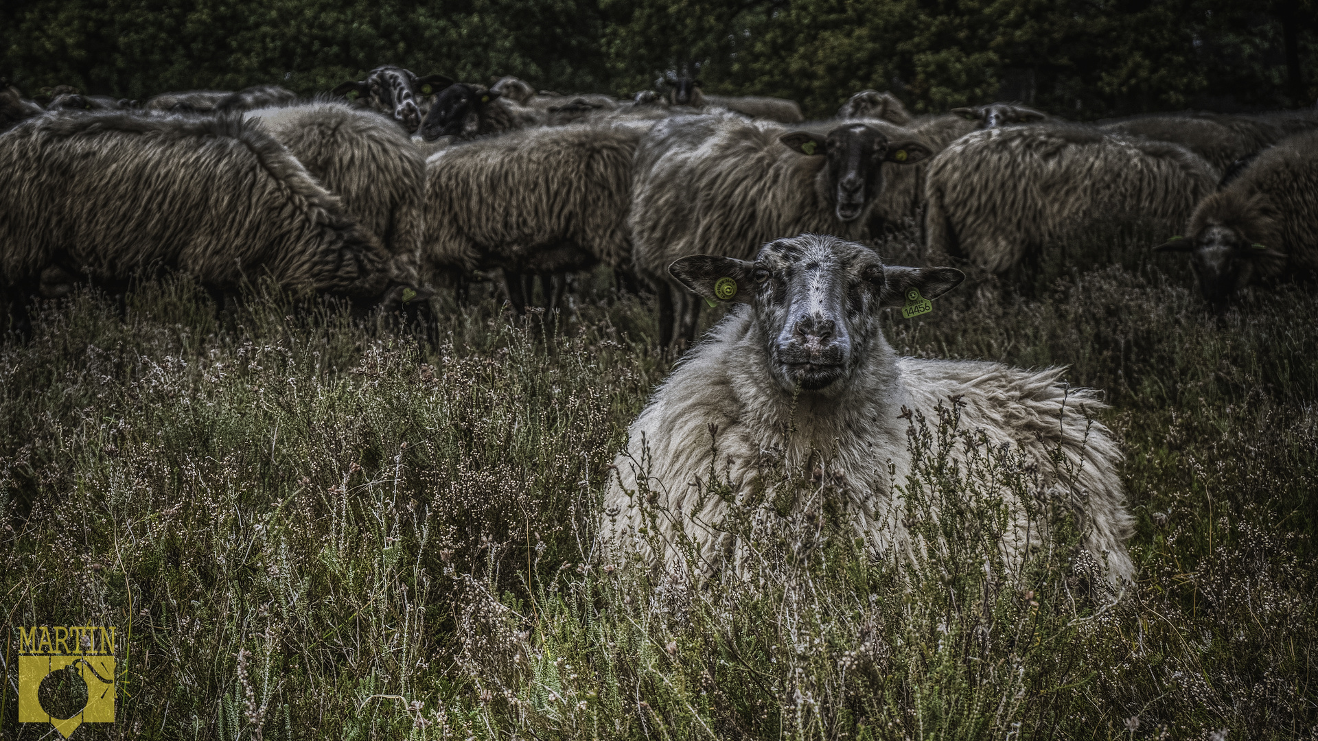 Sheep on the moor at Orvelte.