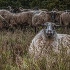 Sheep on the moor at Orvelte.