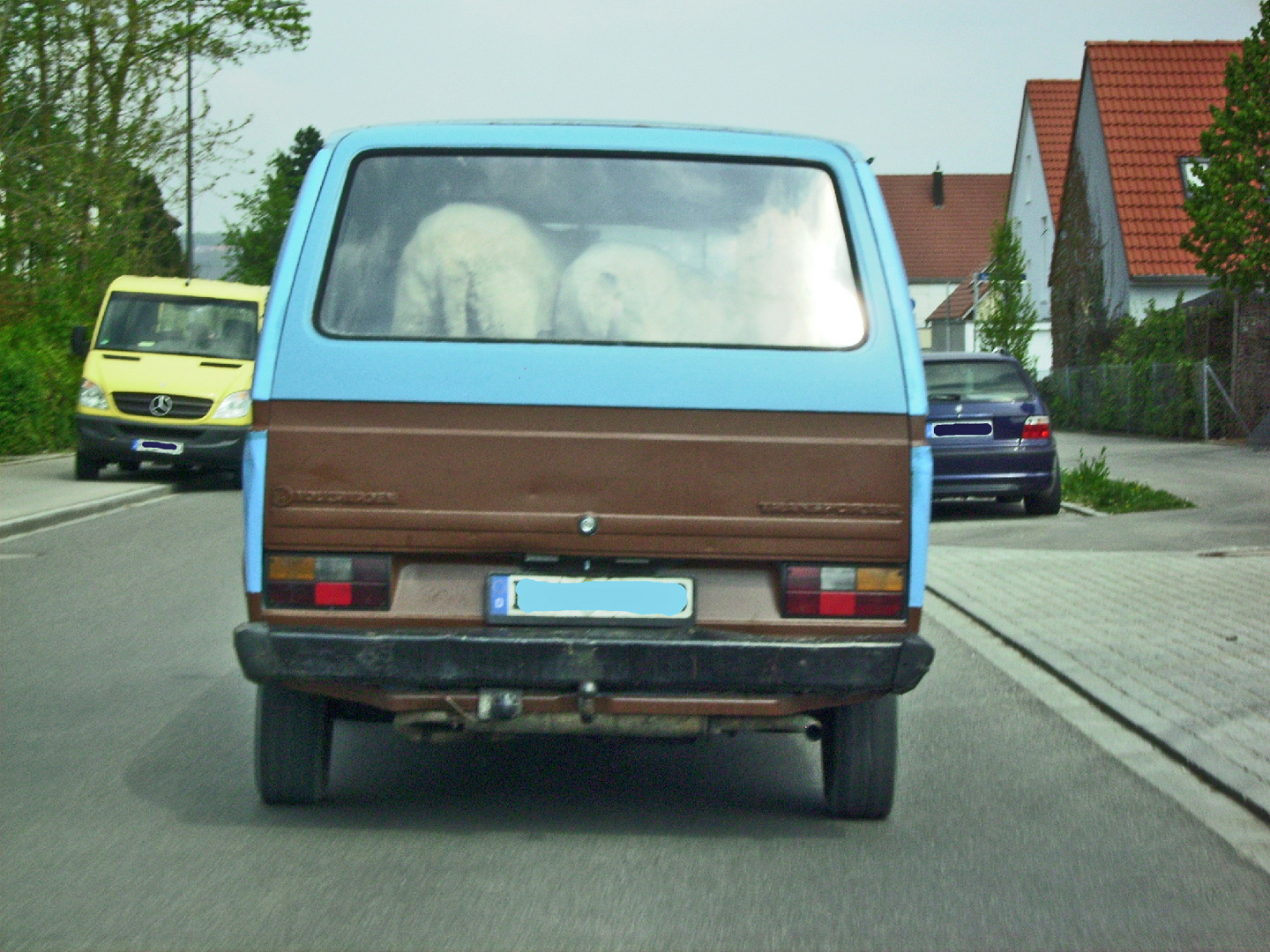 Sheep On The Road ...