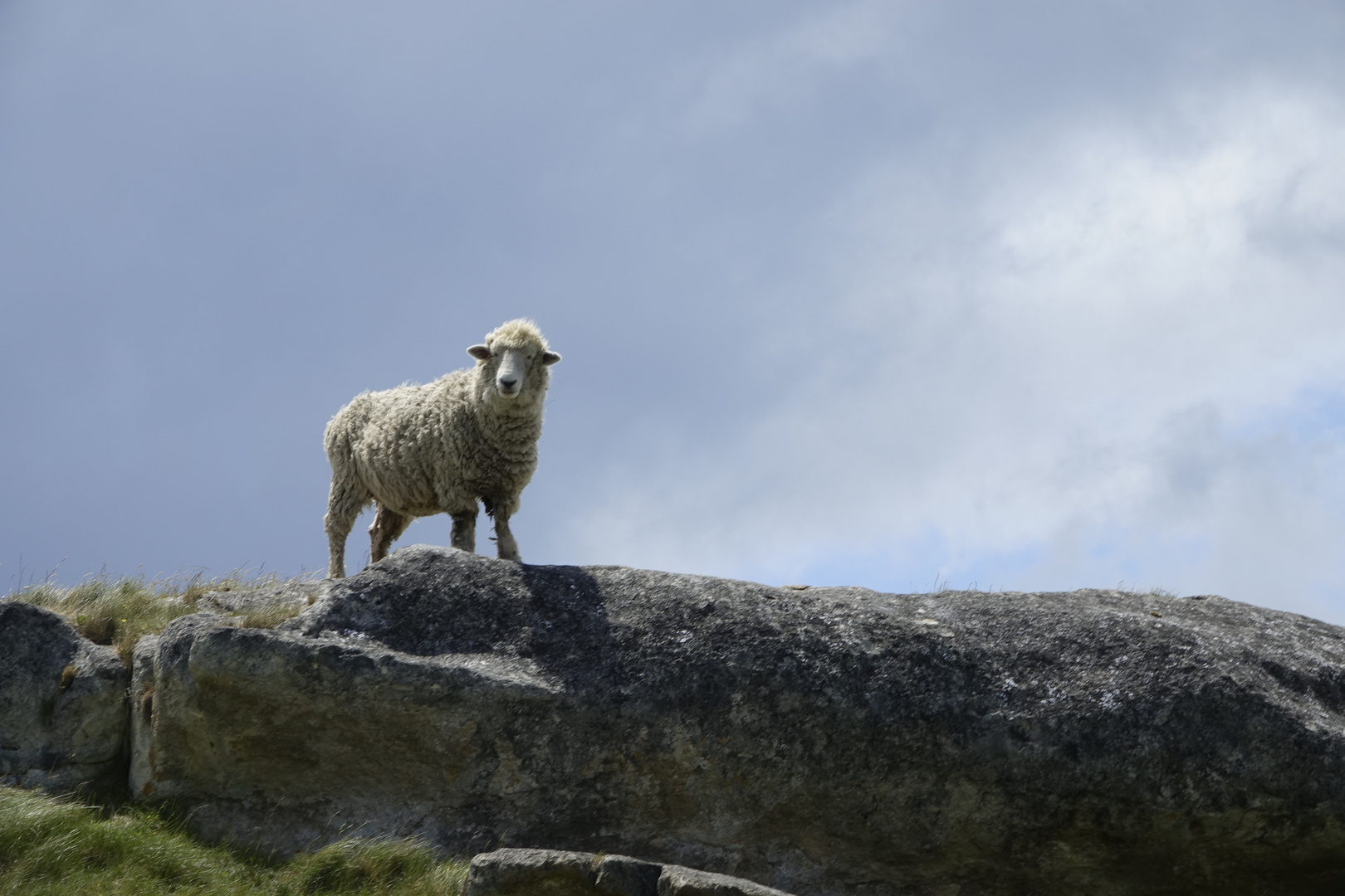 sheep on the rock