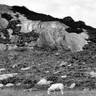 Sheep On the Rocks   --   ...©D5426-2_BW-7B1_3#1