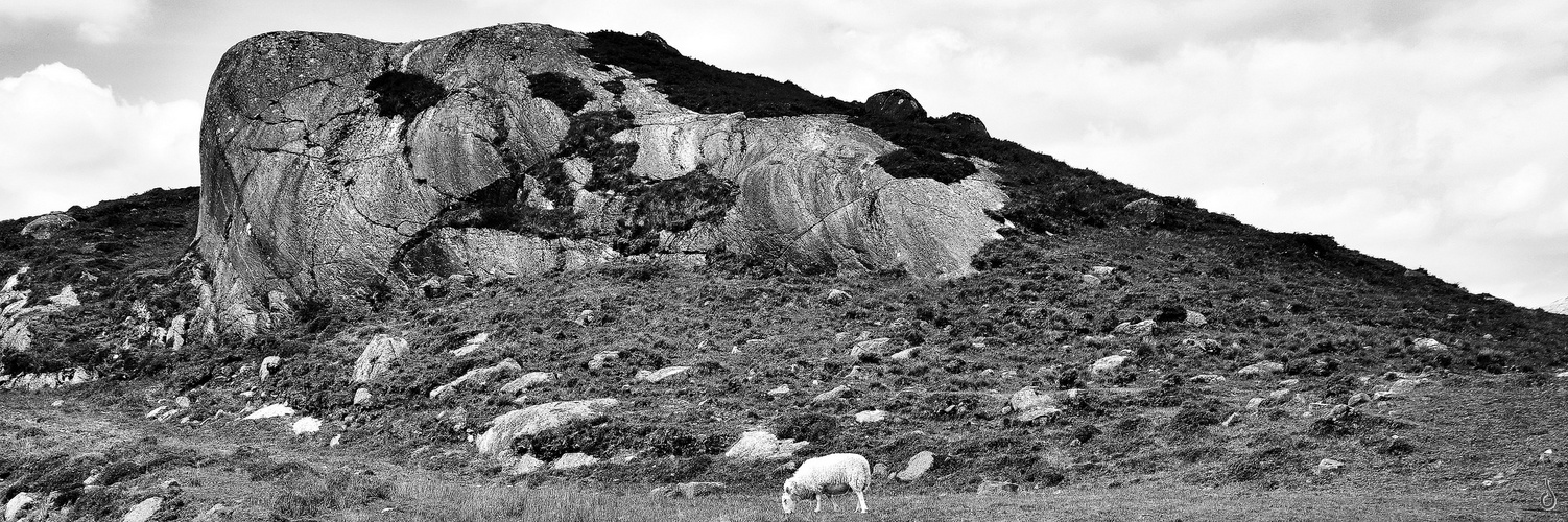 Sheep On the Rocks   --   ...©D5426-2_BW-7B1_3#1