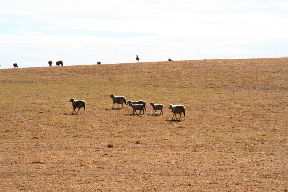 sheep on the run... just outside of Barossa Valley