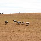 sheep on the run... just outside of Barossa Valley