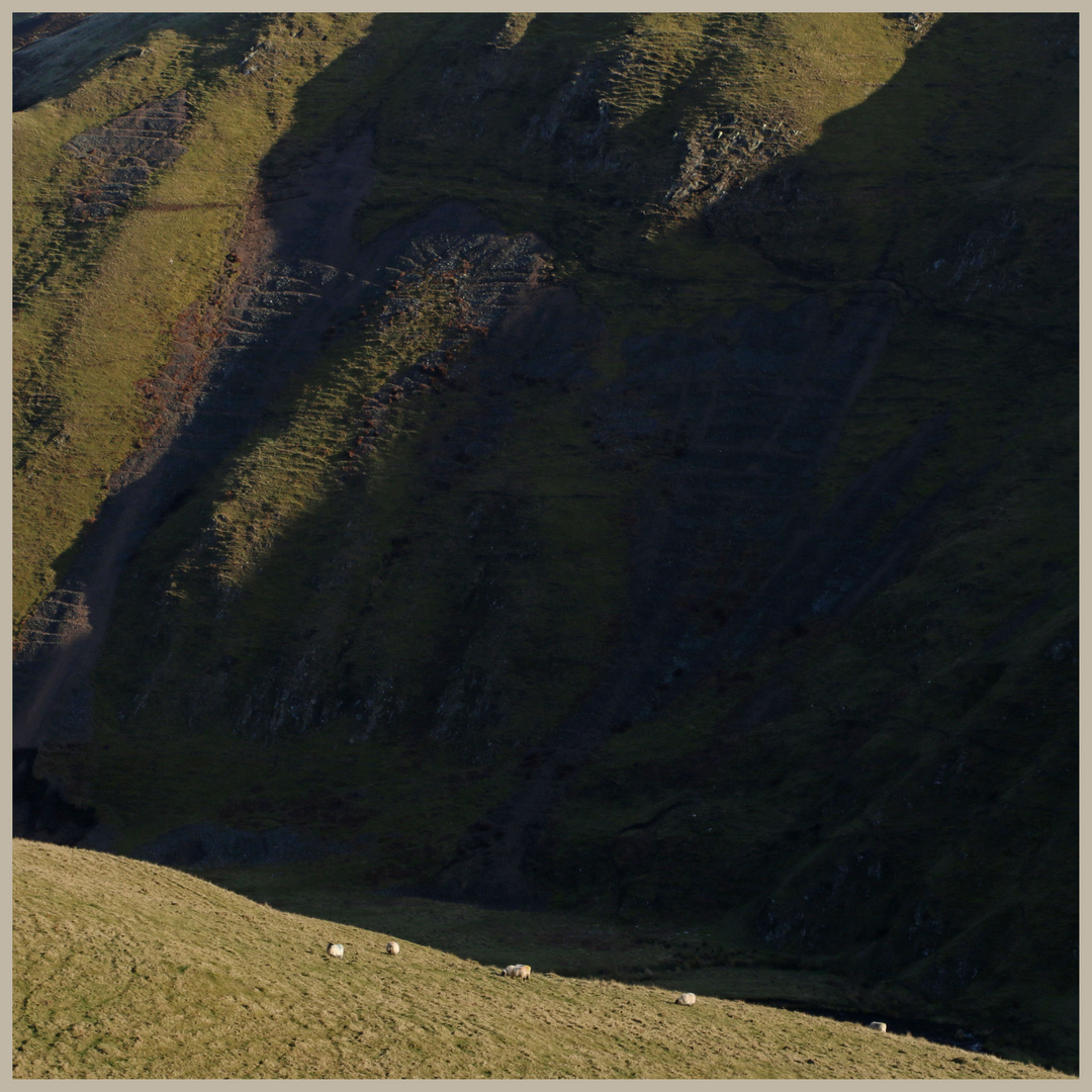 sheep on the side of clennell hill